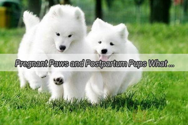 Pregnant Paws and Postpartum Pups What Your Dog Should Never Eat During Her Maternity Leave